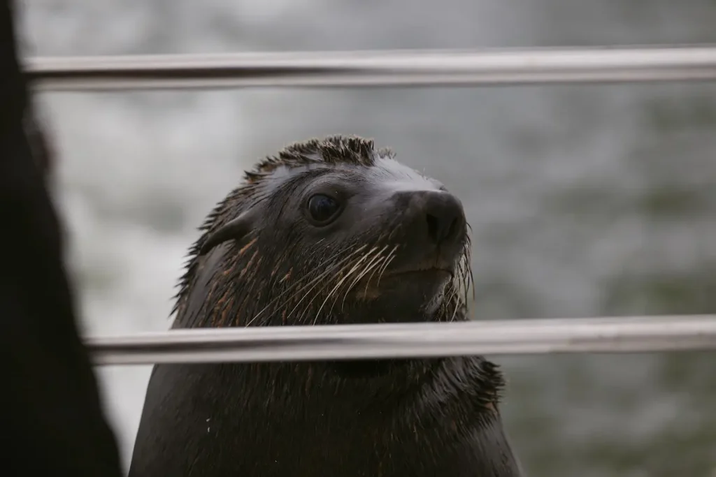 Cape fur seal