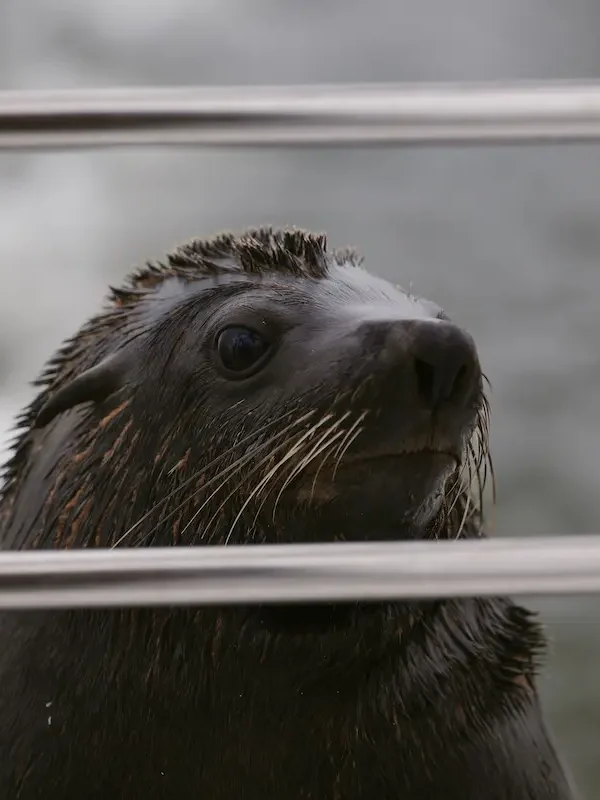 Cape fur seal