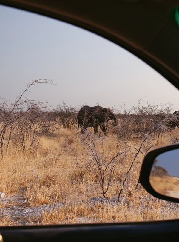 Etosha sghtings