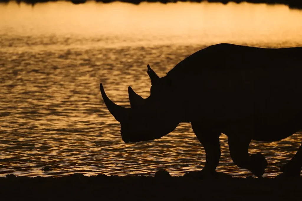 Rhino etosha