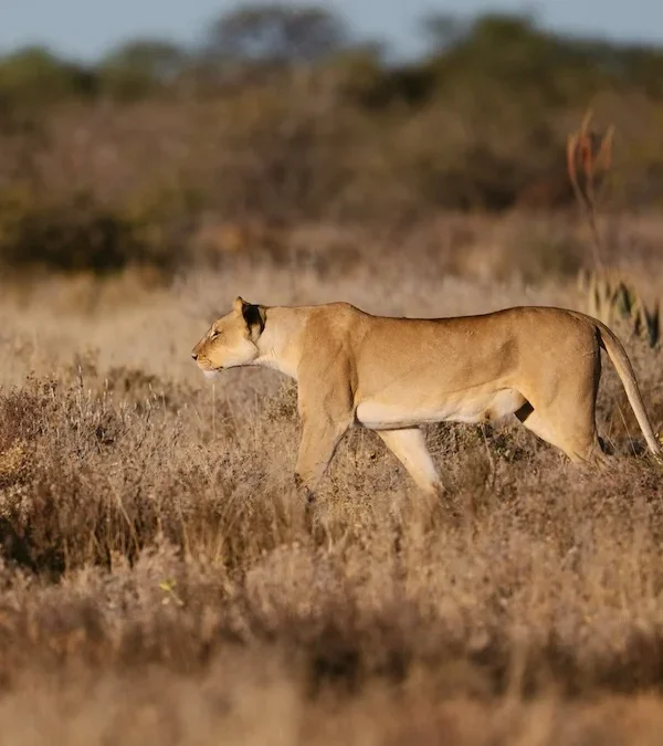 Lion in etosha