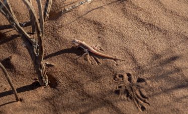 Shovel snouted lizard sossusvlei