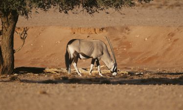Sossusvlei oryx