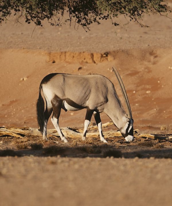 Sossusvlei oryx