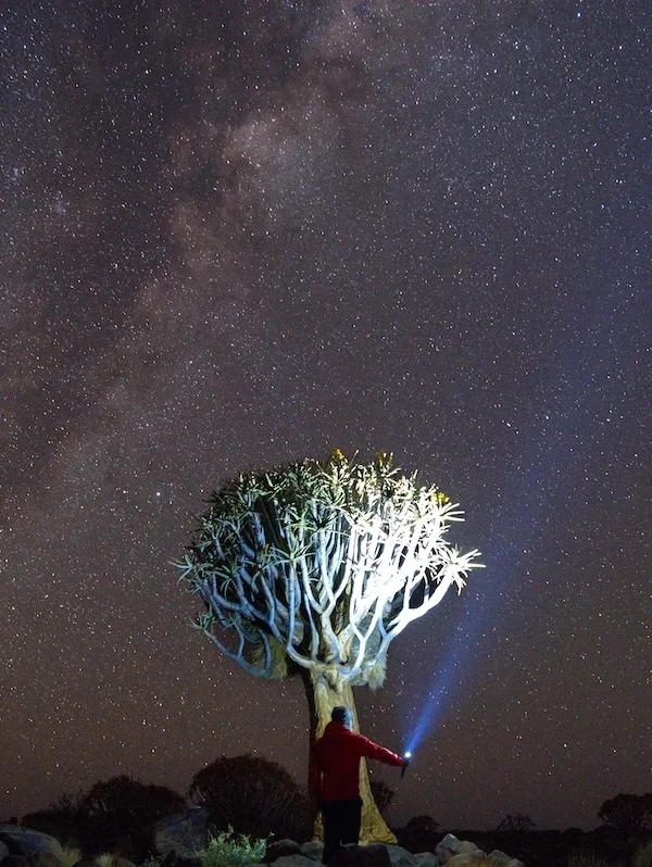 Quiver tree forest