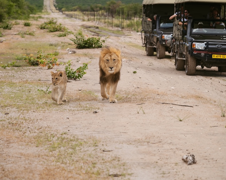 Lions at ongava