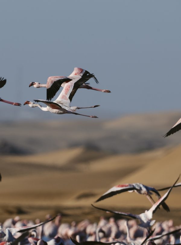 Flamingos walvis bay