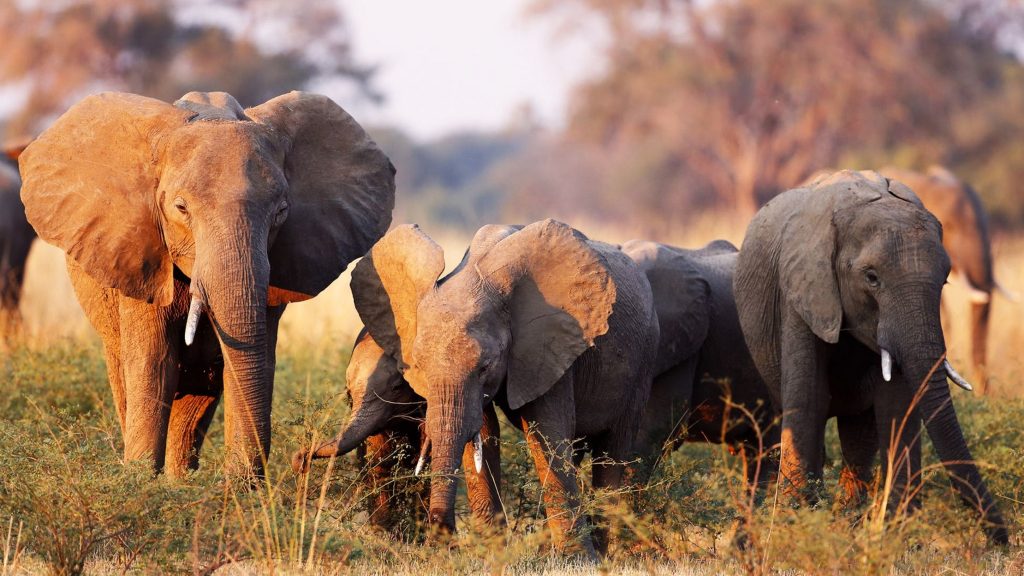 Zambia pages south luangwa elephants