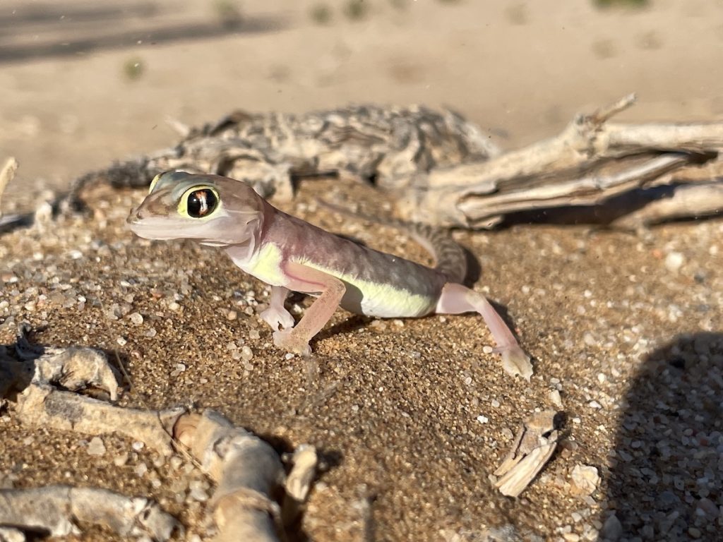 Living desert tour