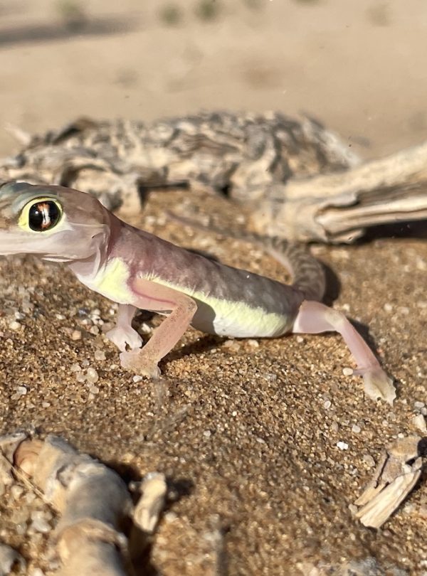 Living desert tour