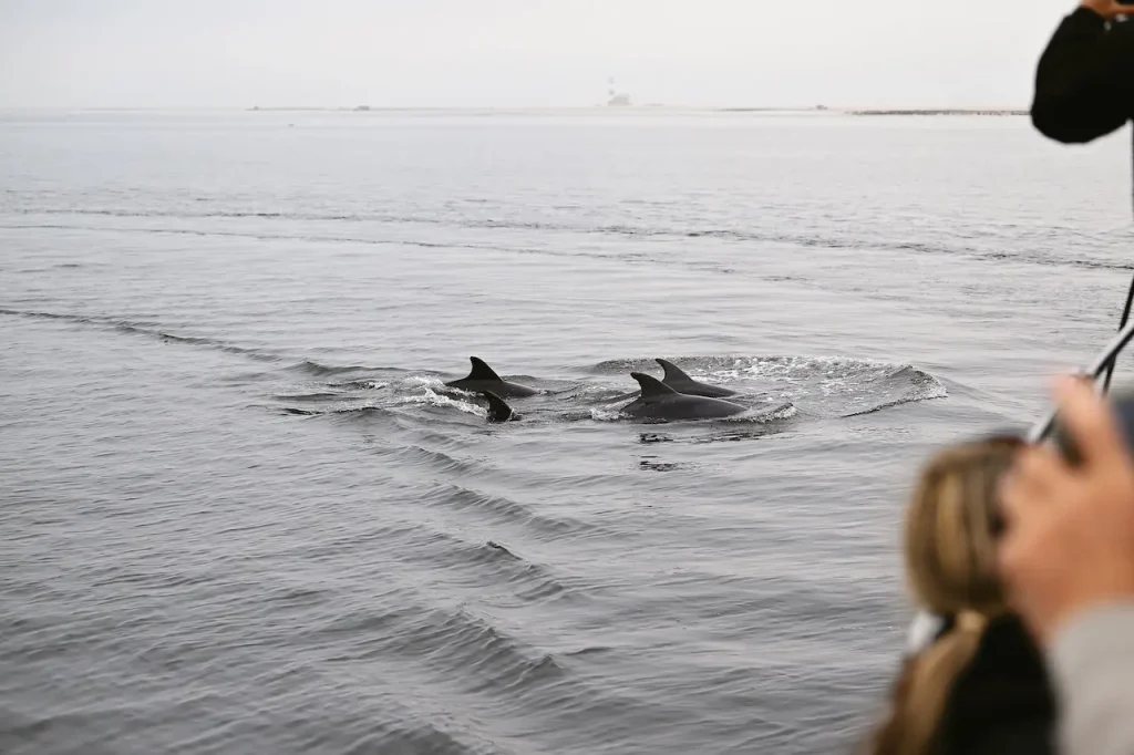 Walvis bay boat tour