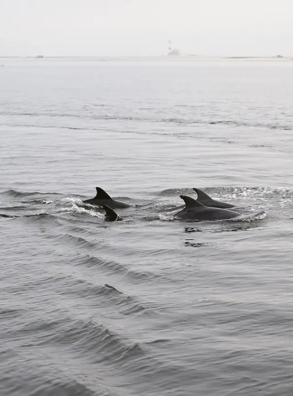 Walvis bay boat tour