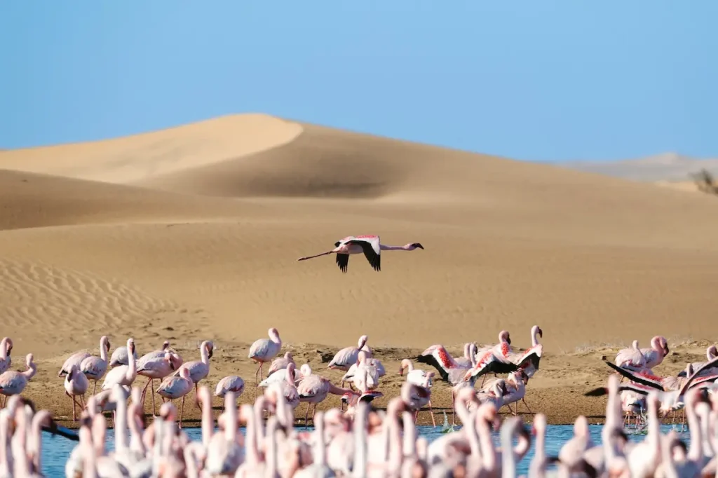 Walvis bay flamingos