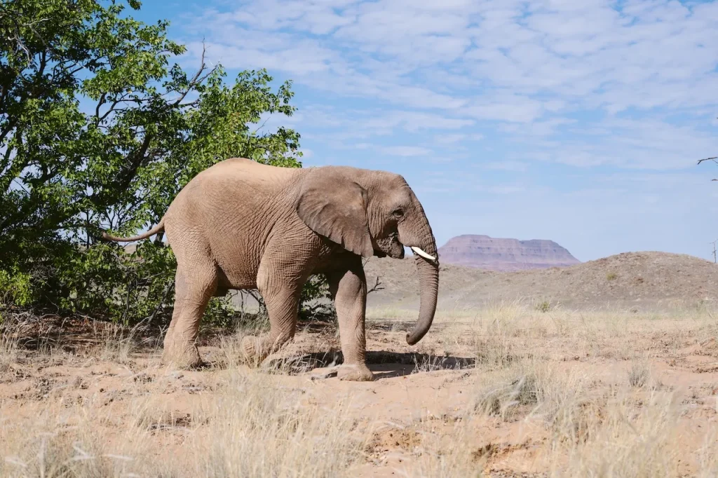 Wüstenelefant