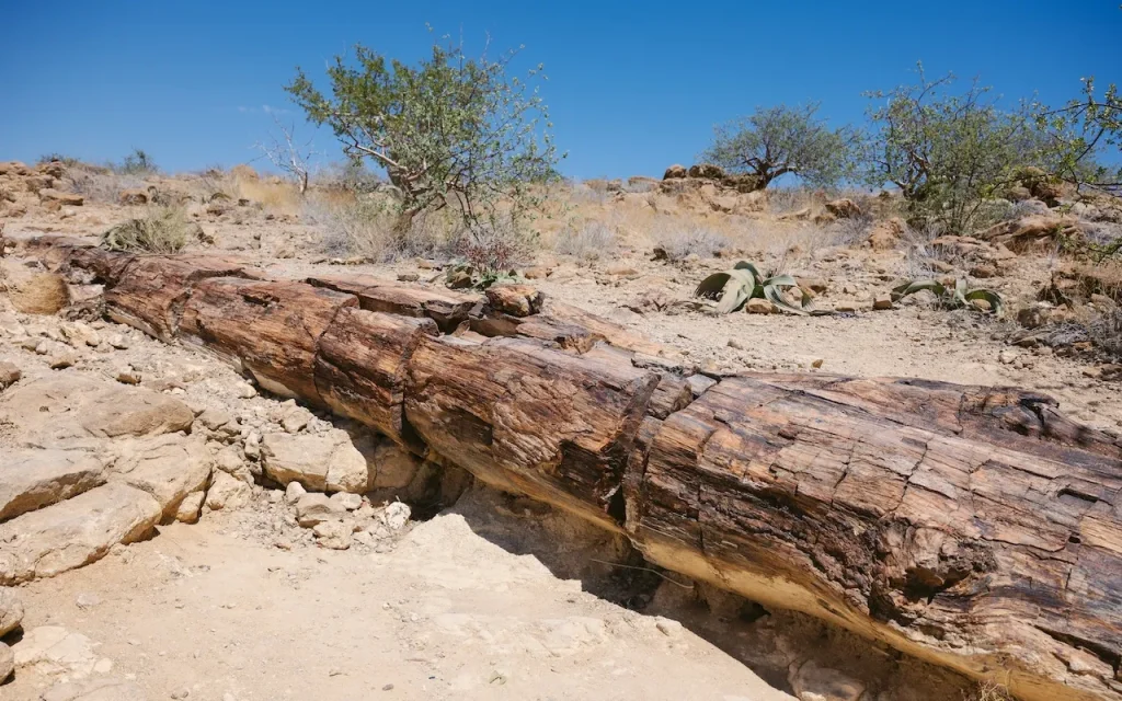 Petrified Foresr Damaraland Petrified Foresr Damaraland