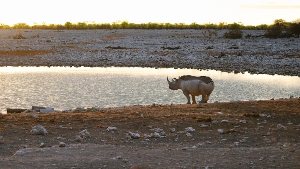 Black Rhino Etosha National Park Black Rhino Etosha National Park