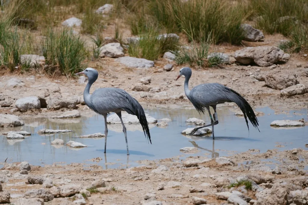 Blue Crane Etosha Birds Blue Crane Etosha Birds