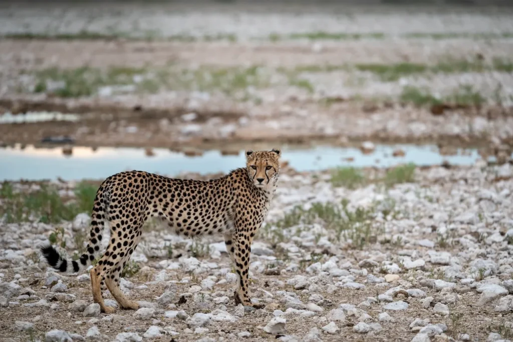 Etosha Cheetah Etosha Cheetah