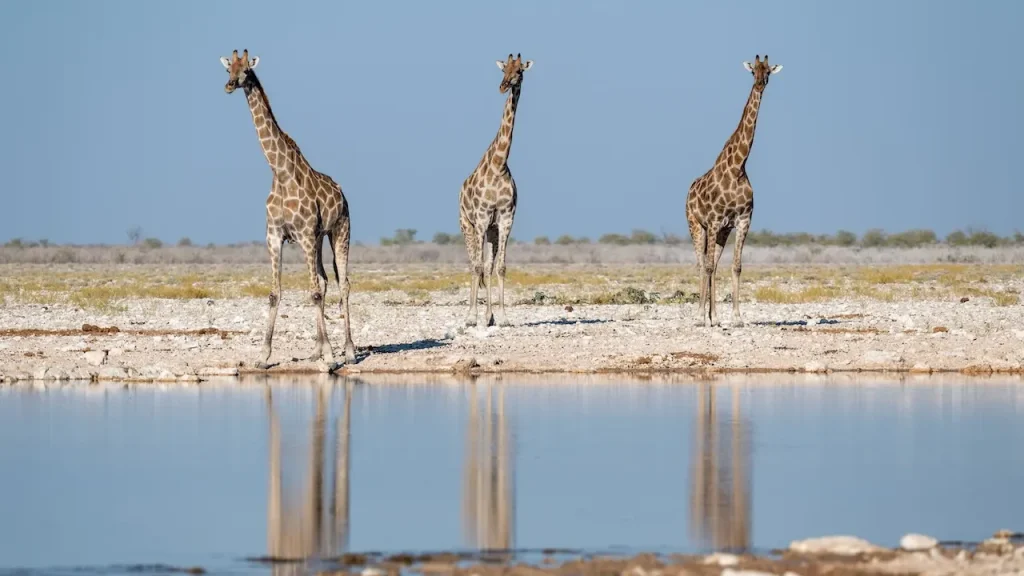 Etosha Giraffe Etosha Giraffe