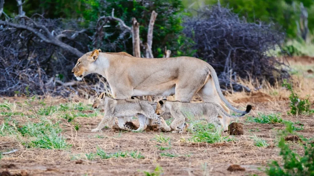 Lion in Etosha Lion in Etosha