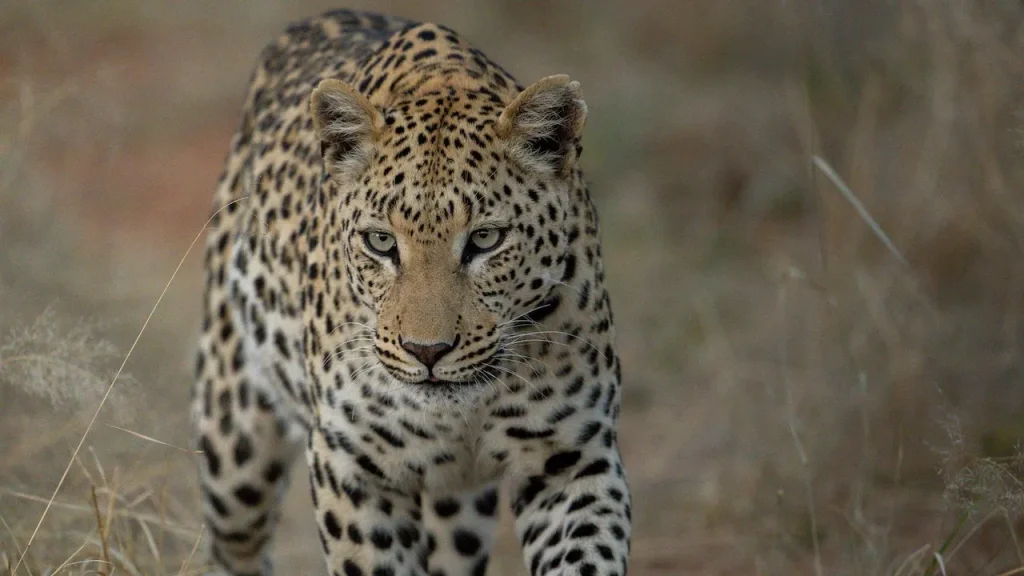 Okonjima Leopard