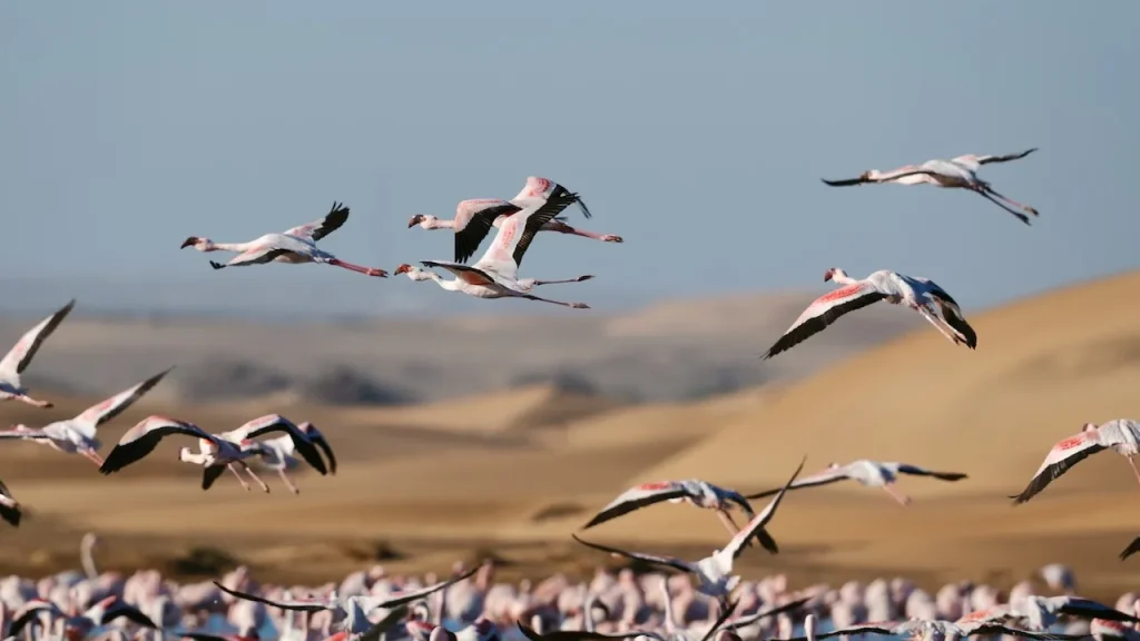 Walvis Bay Flamingo