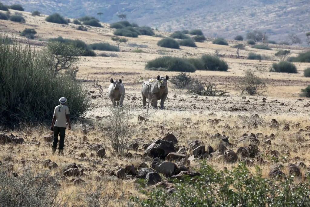 PALMWAG RHINO TRACKING ACTIVITY