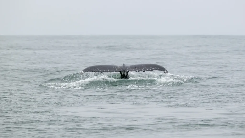 Whale Watching Walvis Bay