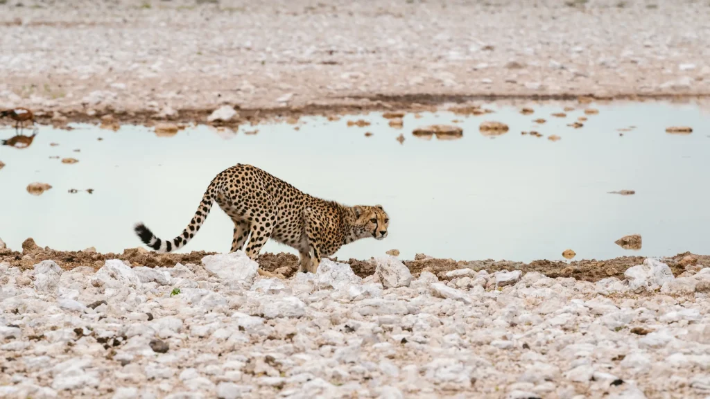 Gemsbokvlakte Waterhole