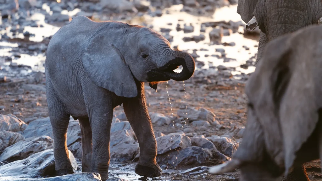 Halali Waterhole