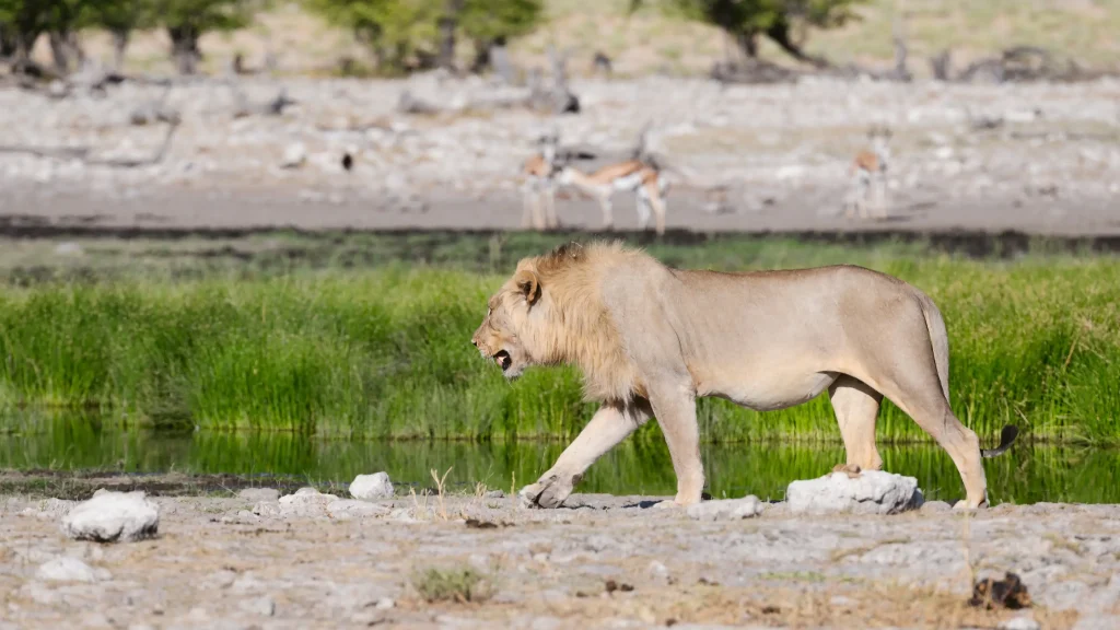 Rietfontein Lion